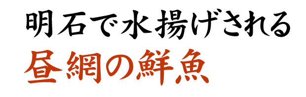 昼網の鮮魚